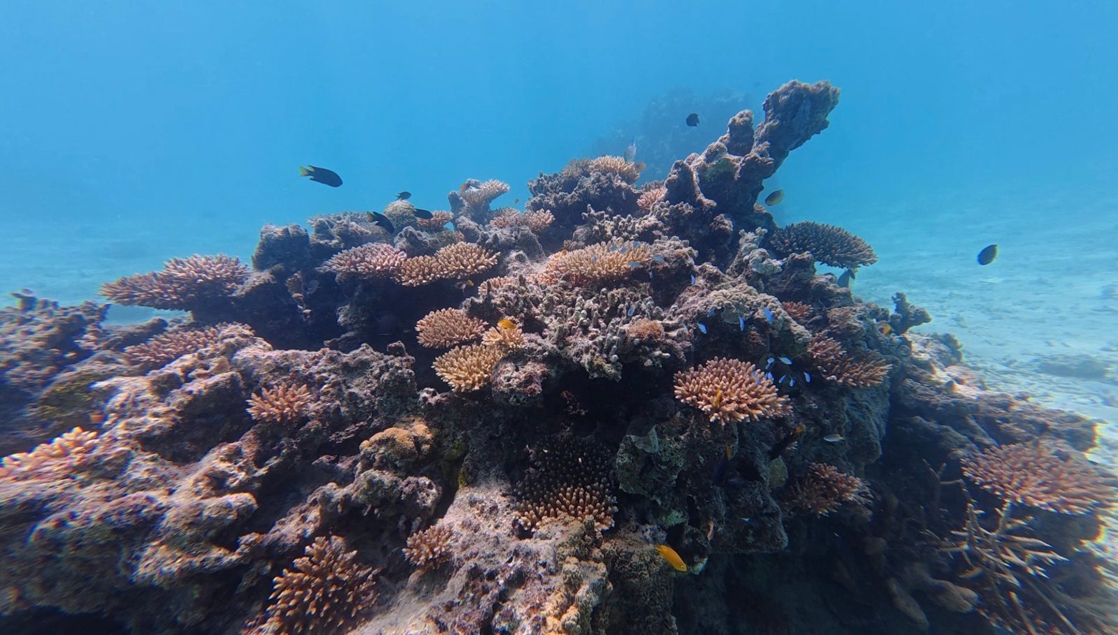 海の中のサンゴと、そのまわりを泳ぐ小さな魚たち